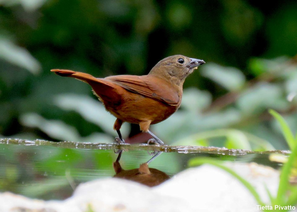 Ruby-crowned Tanager - ML643896396
