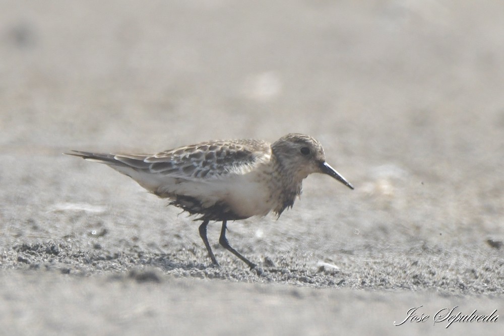 Baird's Sandpiper - ML643896410