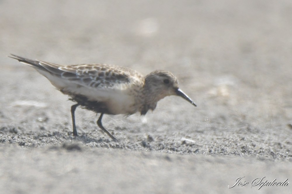 Baird's Sandpiper - ML643896411