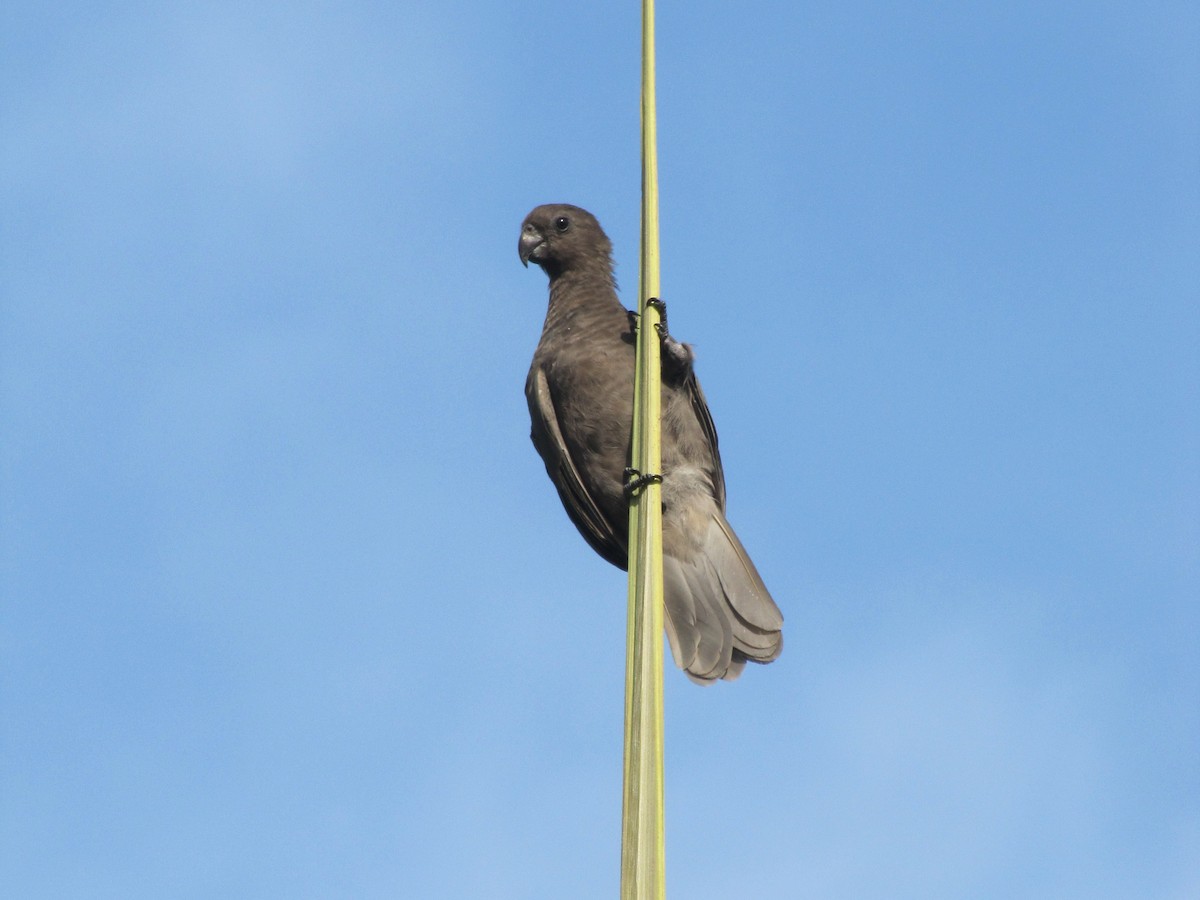 Seychelles Parrot - ML643896413