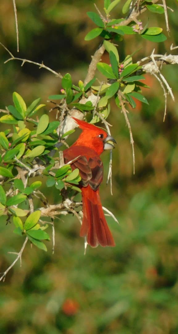 Vermilion Cardinal - ML643896414