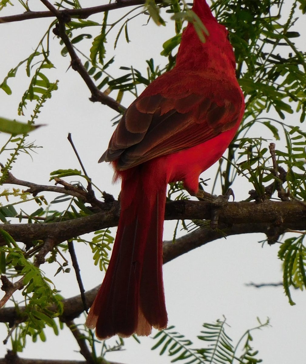 Vermilion Cardinal - ML643896415