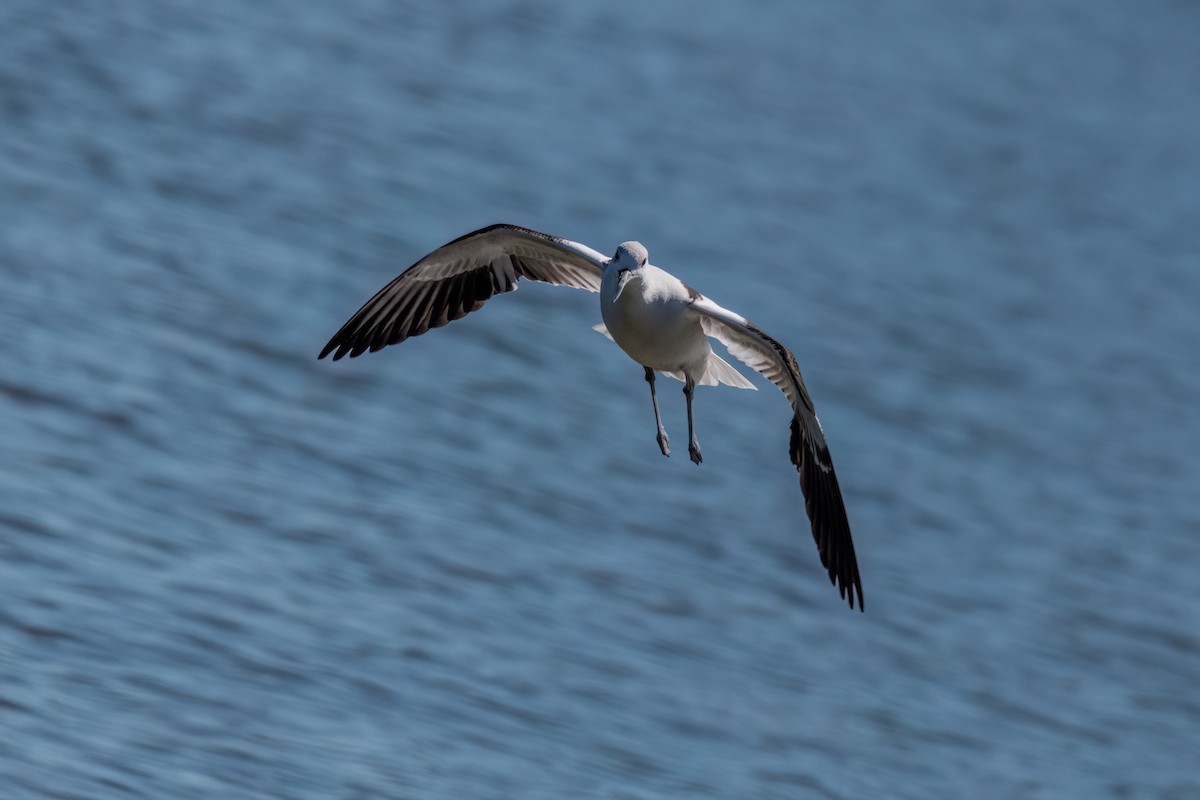 アメリカソリハシセイタカシギ - ML643896450