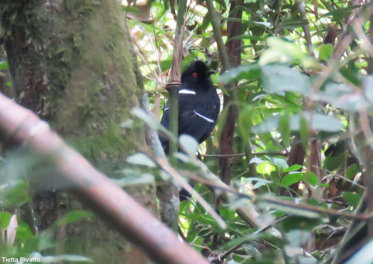 Weißbinden-Ameisenvogel - ML643896455
