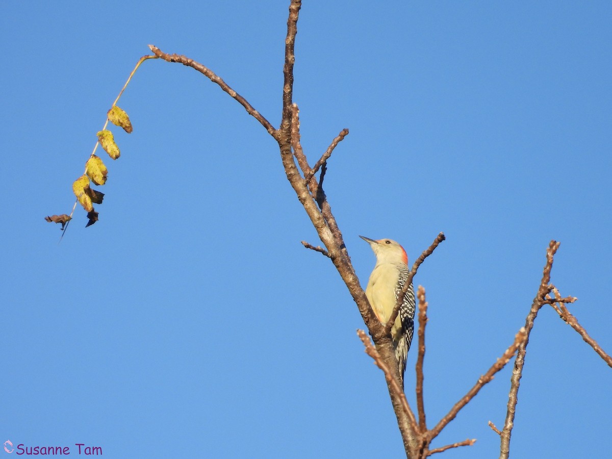 Red-bellied Woodpecker - ML643896459