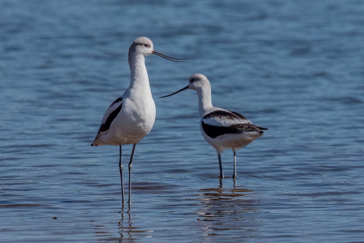 アメリカソリハシセイタカシギ - ML643896460