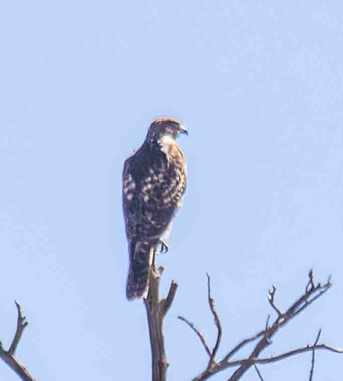 Red-tailed Hawk - ML643896465