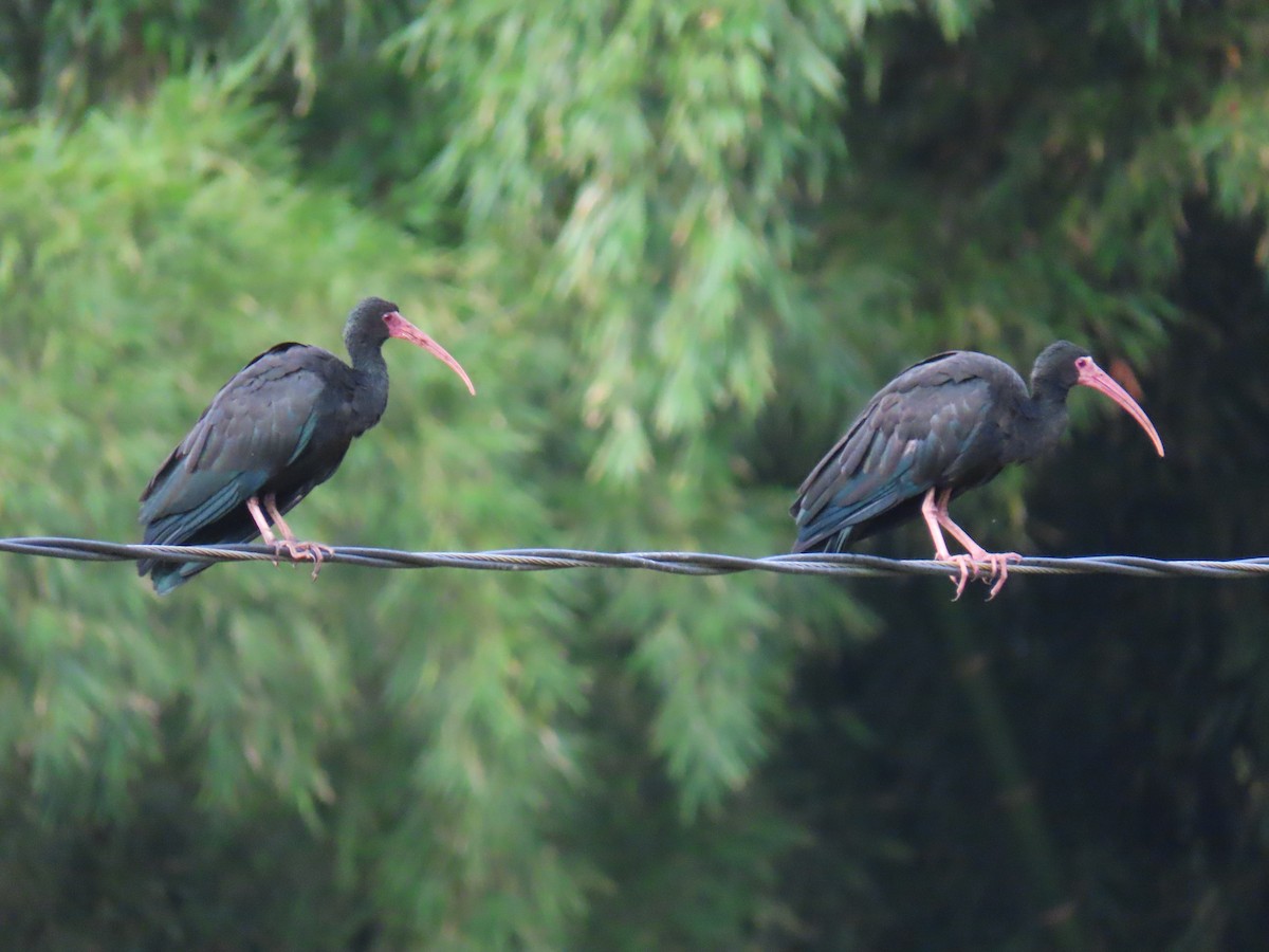 Ibis Afeitado - ML643896467