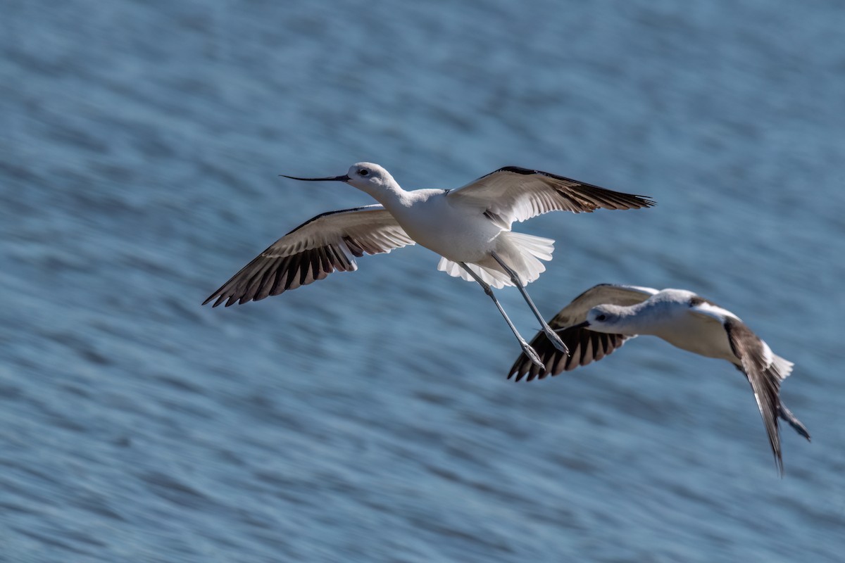 アメリカソリハシセイタカシギ - ML643896484