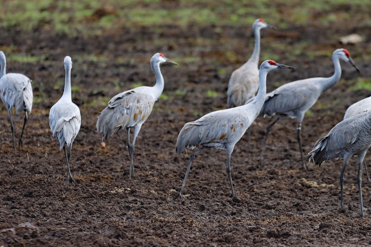 Sandhill Crane - ML643896488