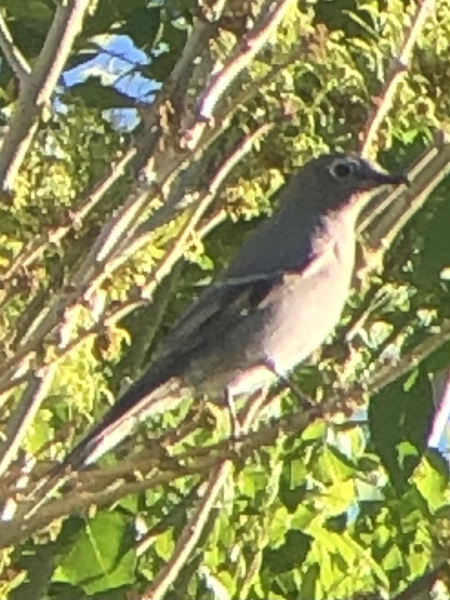 Townsend's Solitaire - ML643896499