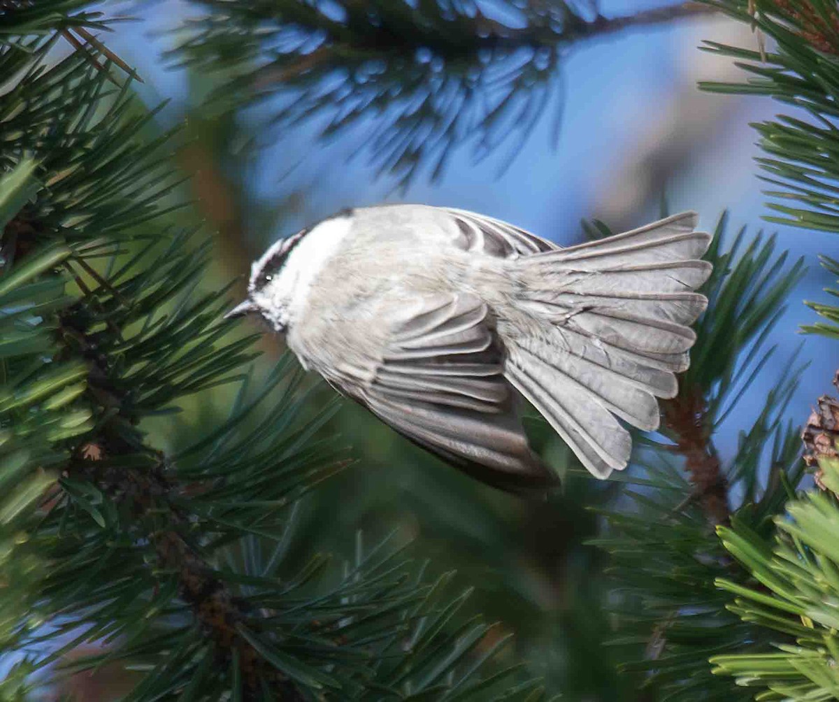 Mountain Chickadee - ML643896500