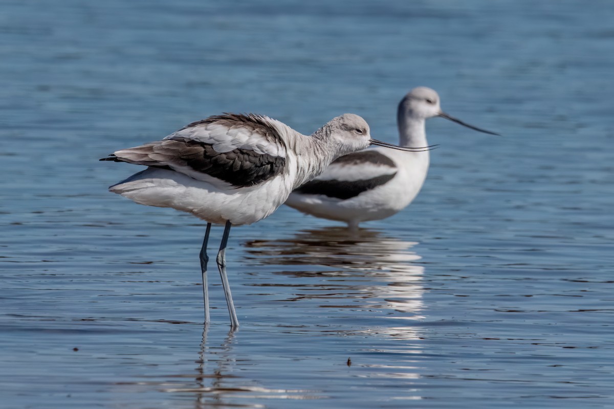 アメリカソリハシセイタカシギ - ML643896501