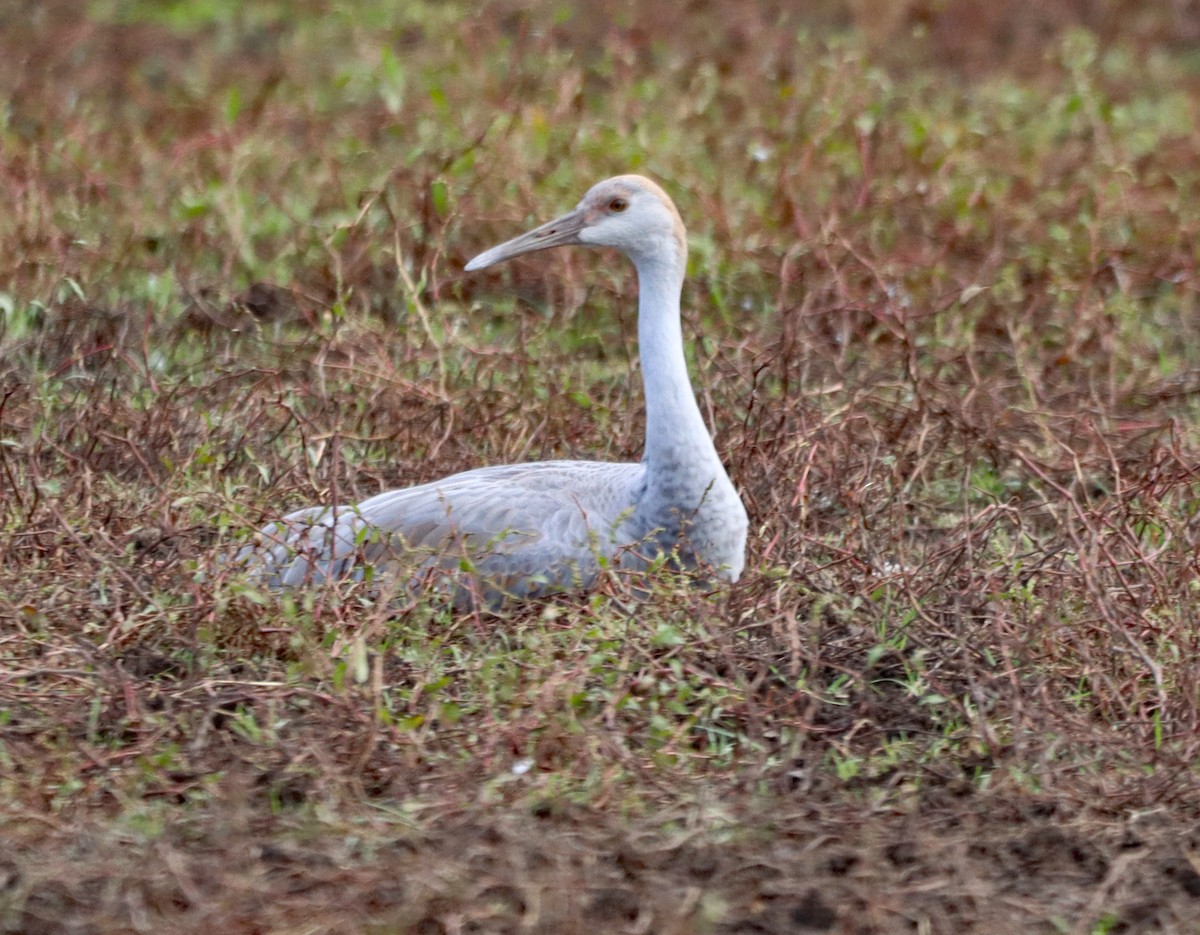 Sandhill Crane - ML643896503