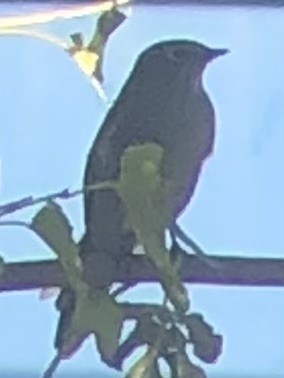 Townsend's Solitaire - ML643896505