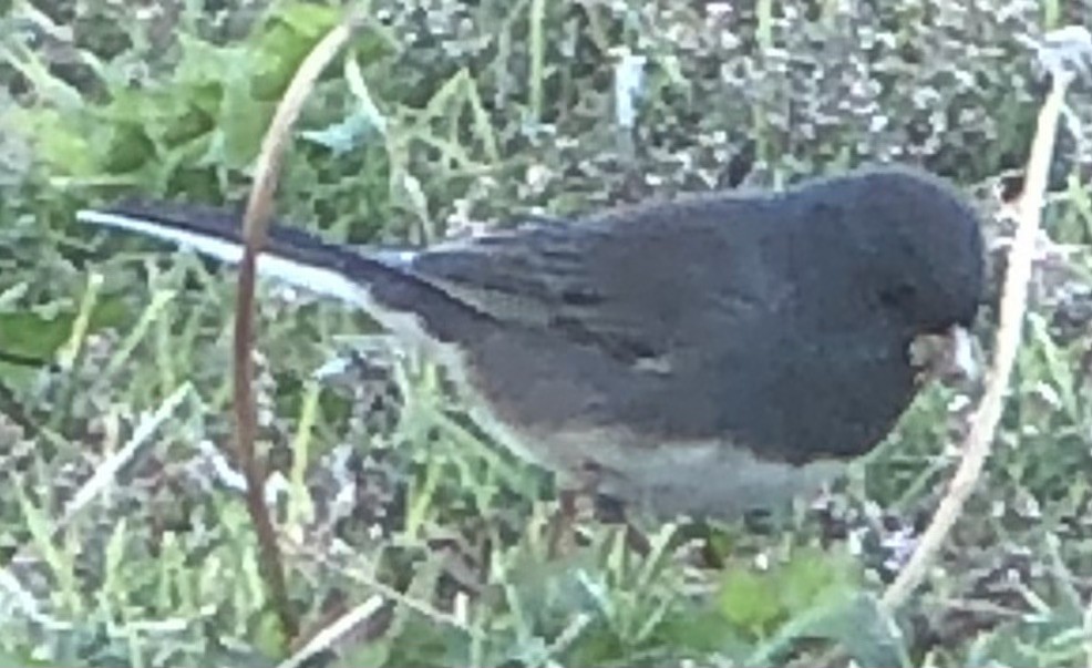 Dark-eyed Junco (Slate-colored) - ML643896510