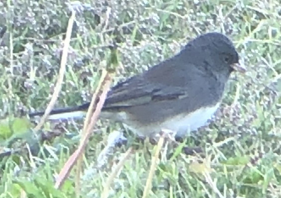 Dark-eyed Junco (Slate-colored) - ML643896511
