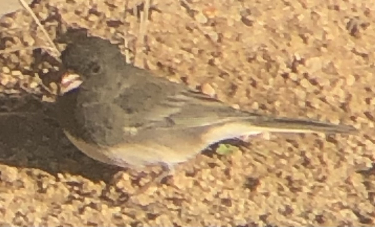Dark-eyed Junco (Slate-colored) - ML643896512