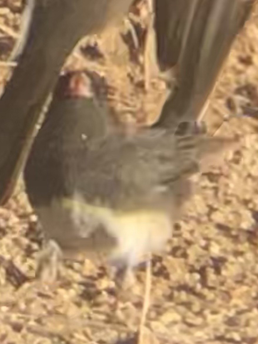 Dark-eyed Junco (Slate-colored) - ML643896516