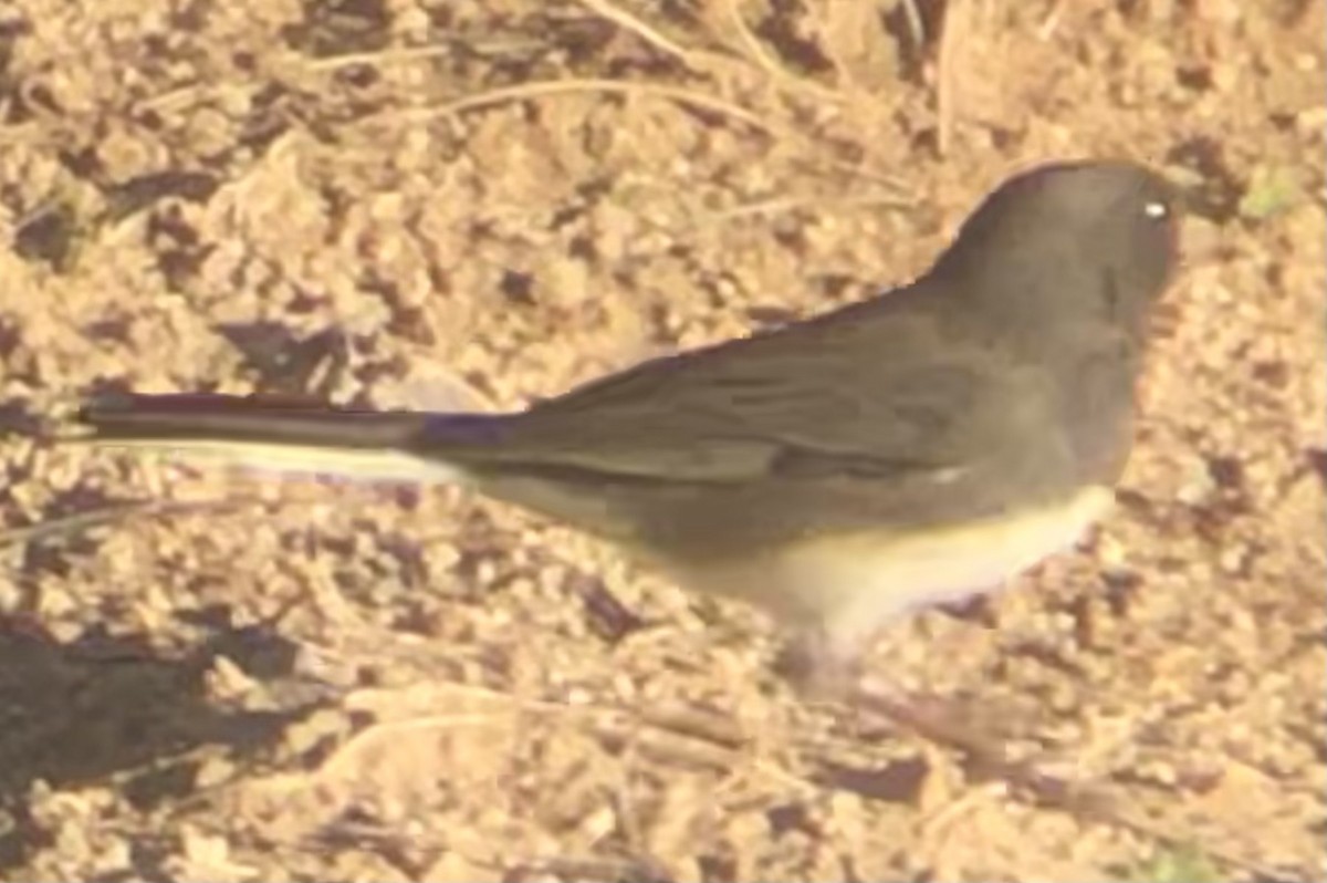 Dark-eyed Junco (Slate-colored) - ML643896518