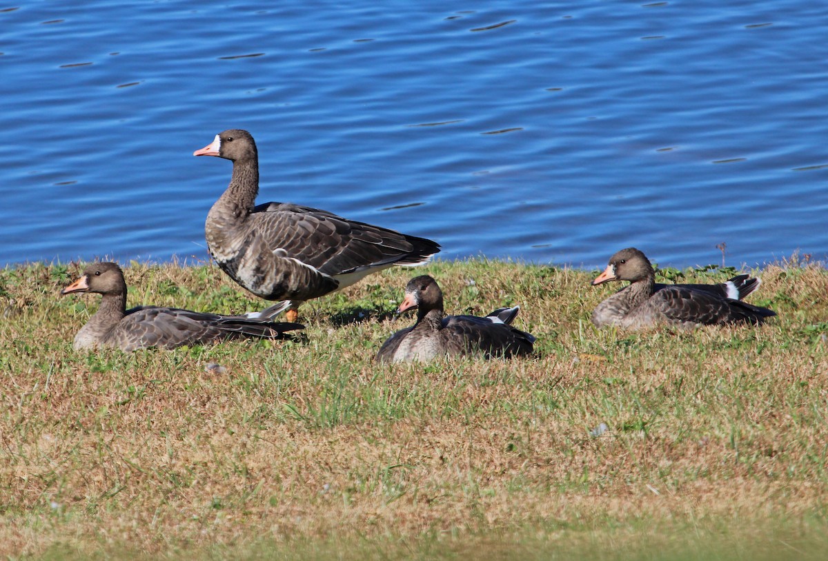 husa běločelá - ML643896520