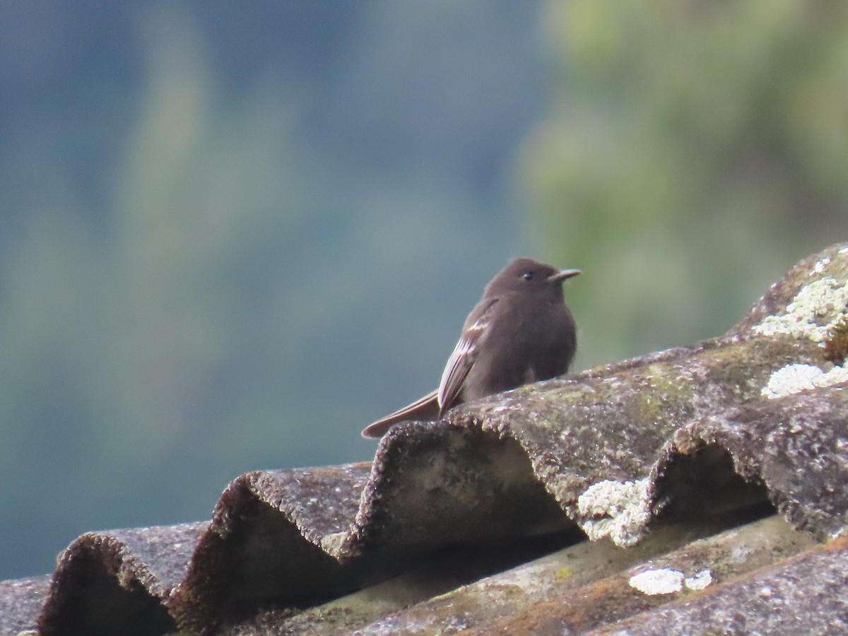 Black Phoebe - ML643896529
