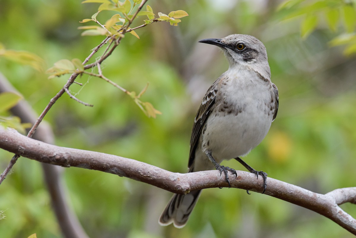 San Cristobal Mockingbird - ML643896539