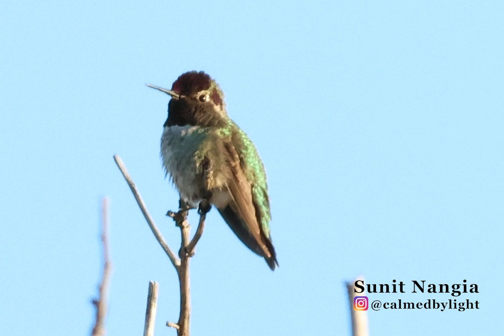 Anna's Hummingbird - ML643896550