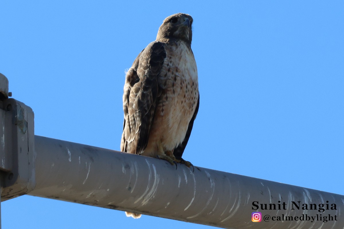 Red-tailed Hawk - ML643896562