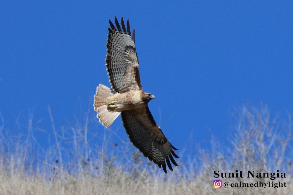 Red-tailed Hawk - ML643896563
