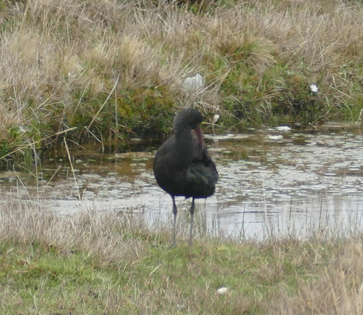 Puna Ibis - ML643896566