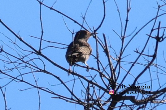 Northern Flicker - ML643896568