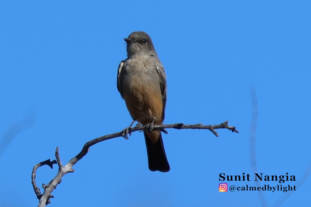 Say's Phoebe - ML643896573