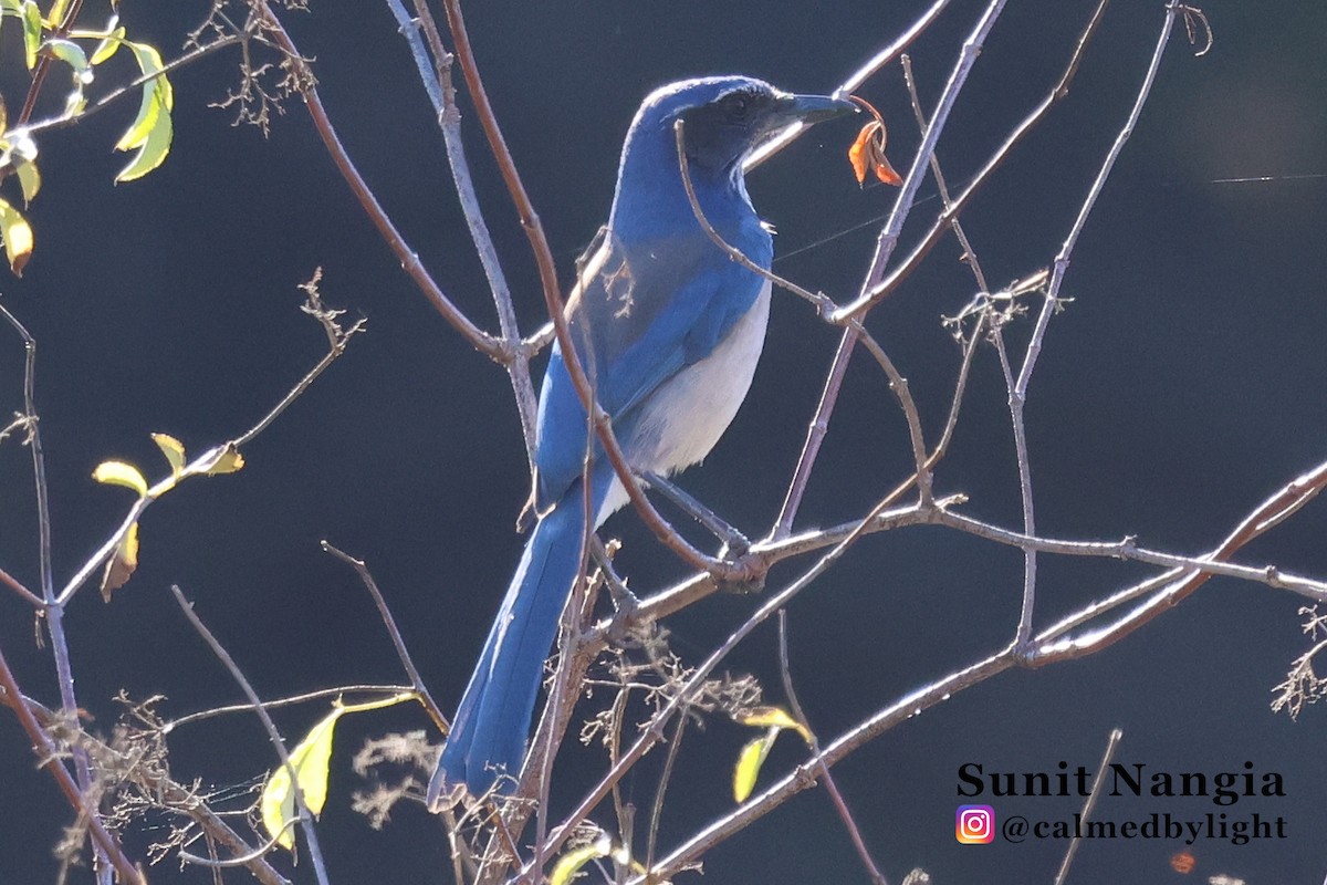 California Scrub-Jay - ML643896577