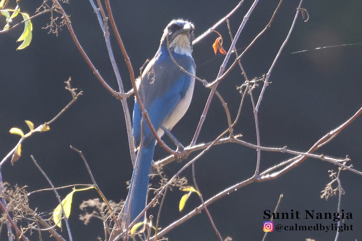 California Scrub-Jay - ML643896578