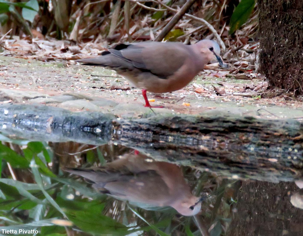 gråpannedue - ML643896580