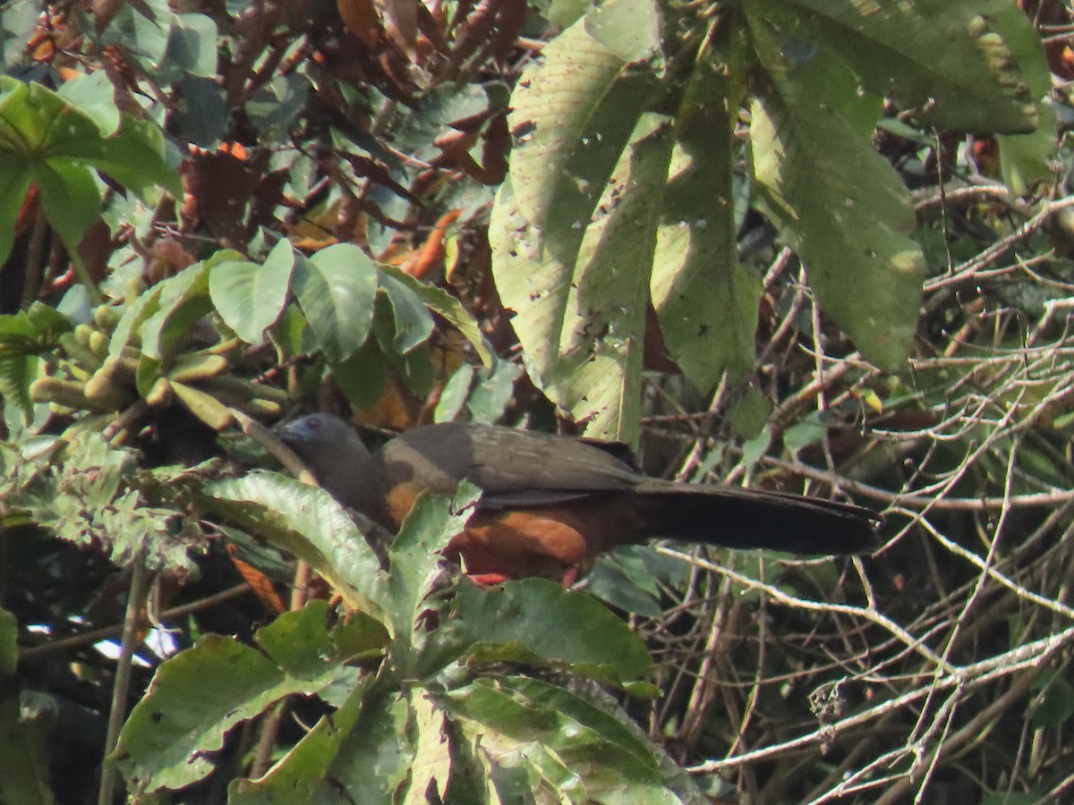 Sickle-winged Guan - ML643896584