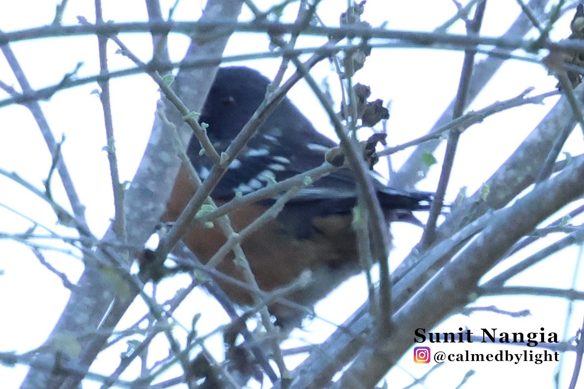 Spotted Towhee - ML643896585
