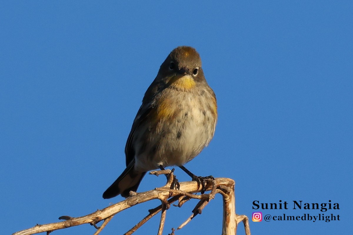 Yellow-rumped Warbler - ML643896588