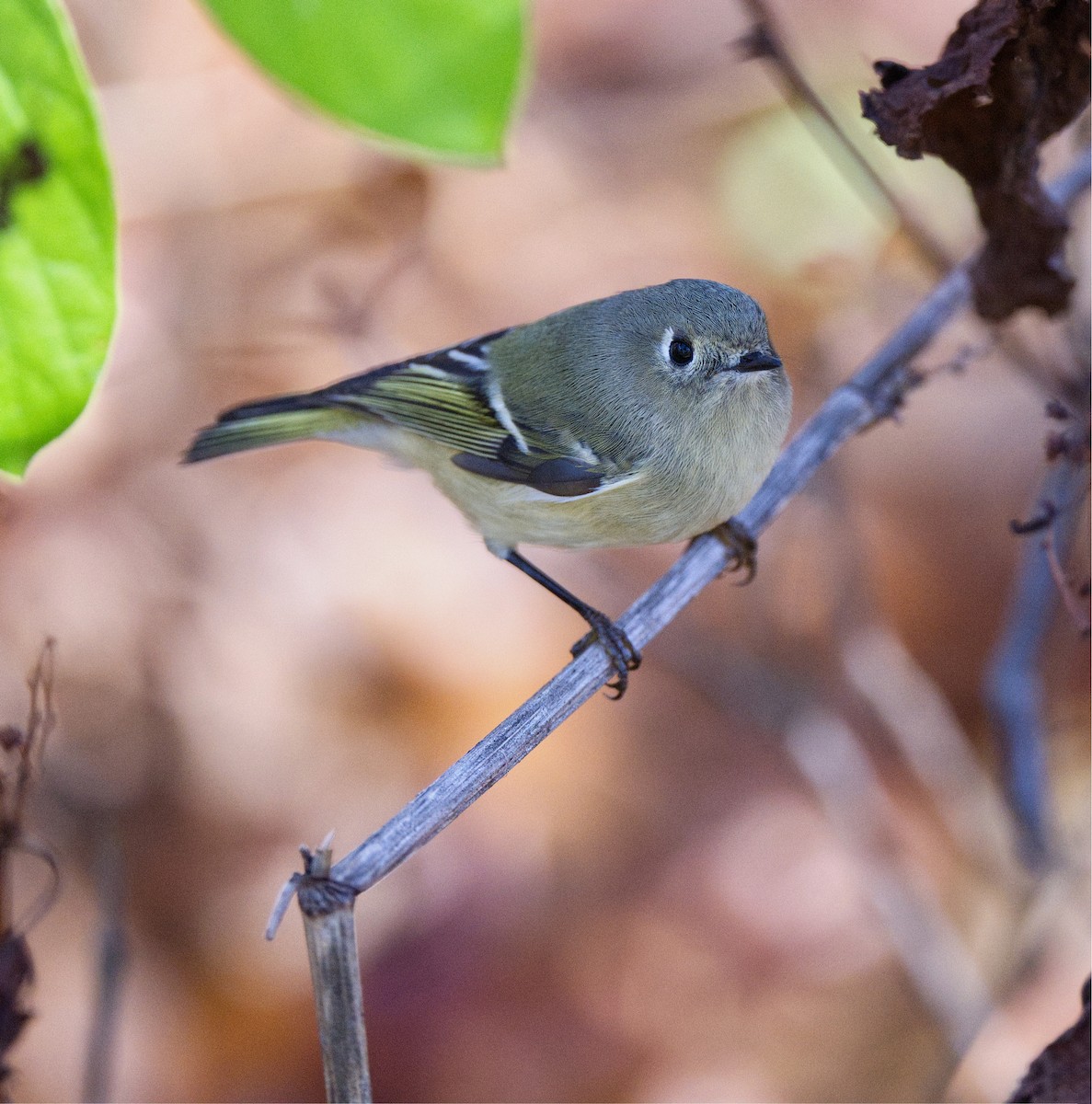 Ruby-crowned Kinglet - ML643896597