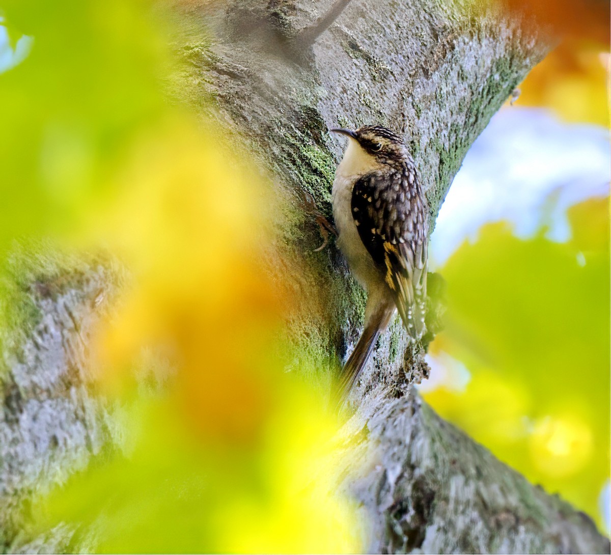 Brown Creeper - ML643896603