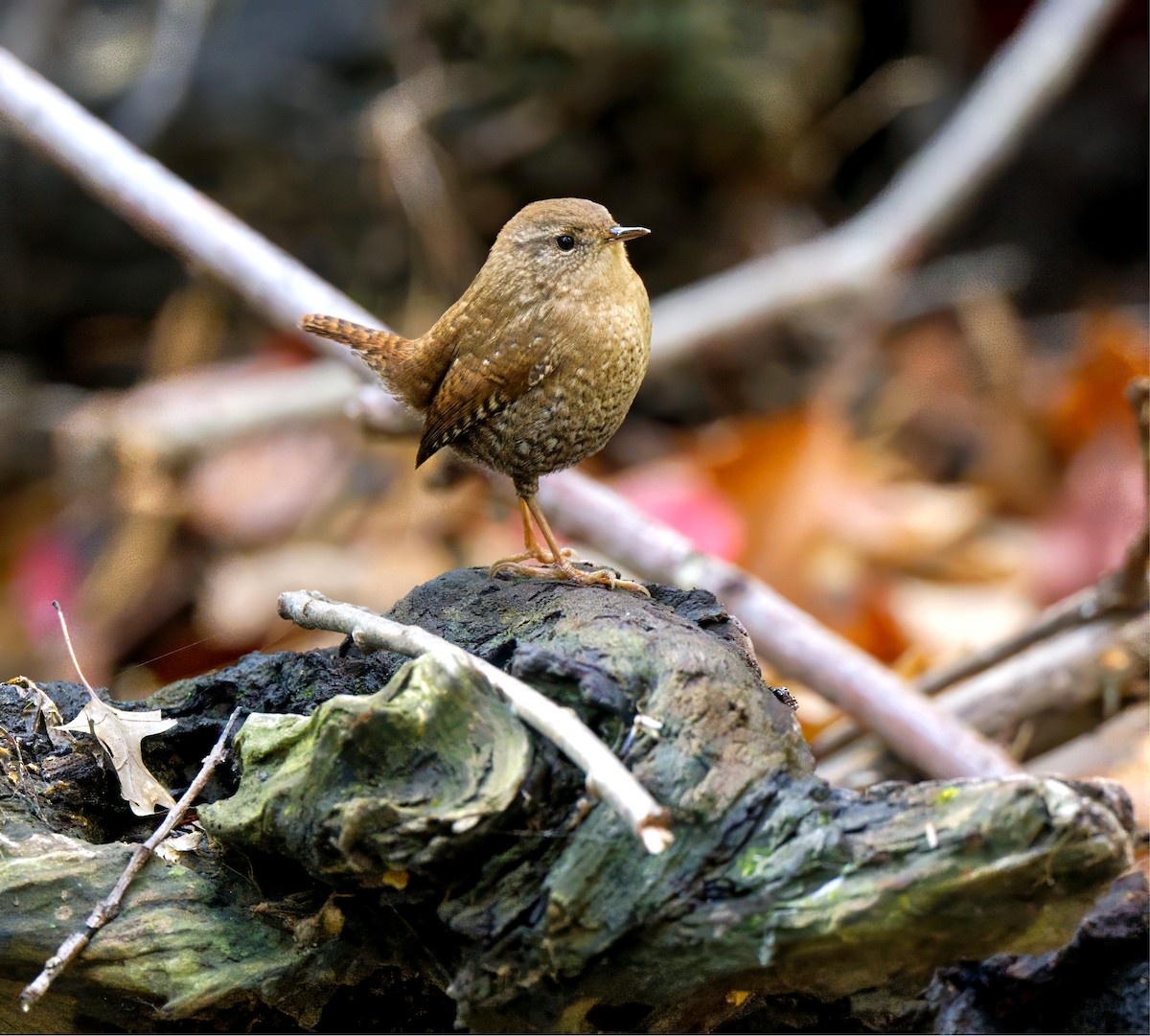 Winter Wren - ML643896607