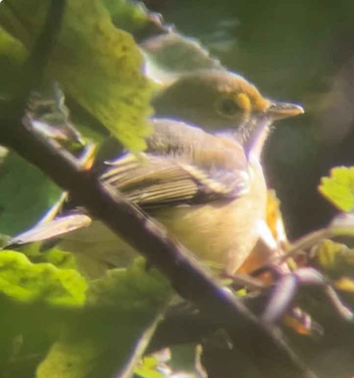 Ak Gözlü Vireo - ML643896627