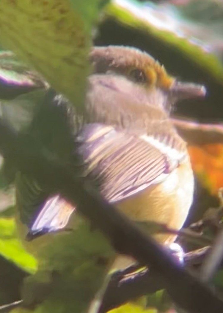 Ak Gözlü Vireo - ML643896628