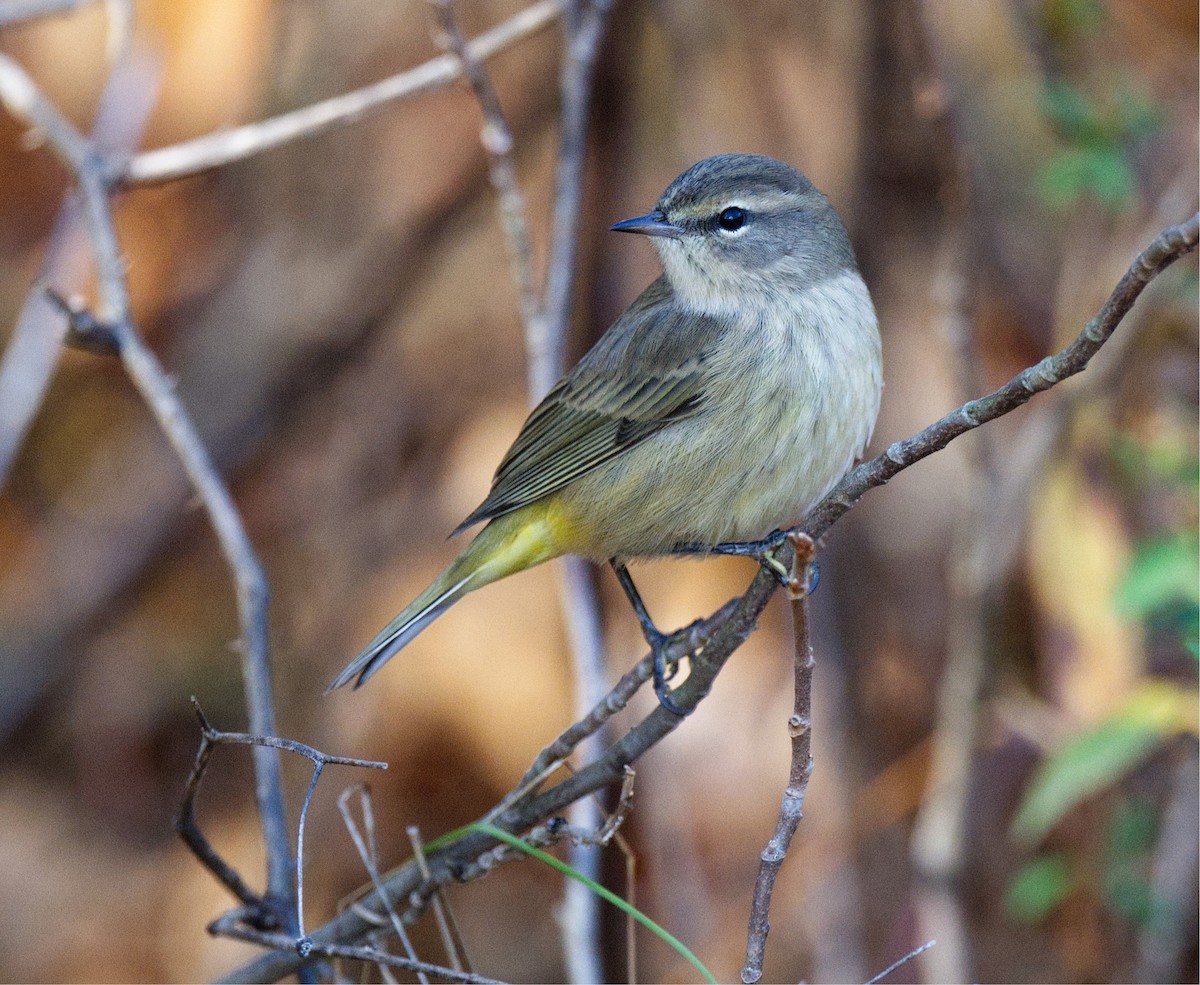 Palm Warbler - ML643896633