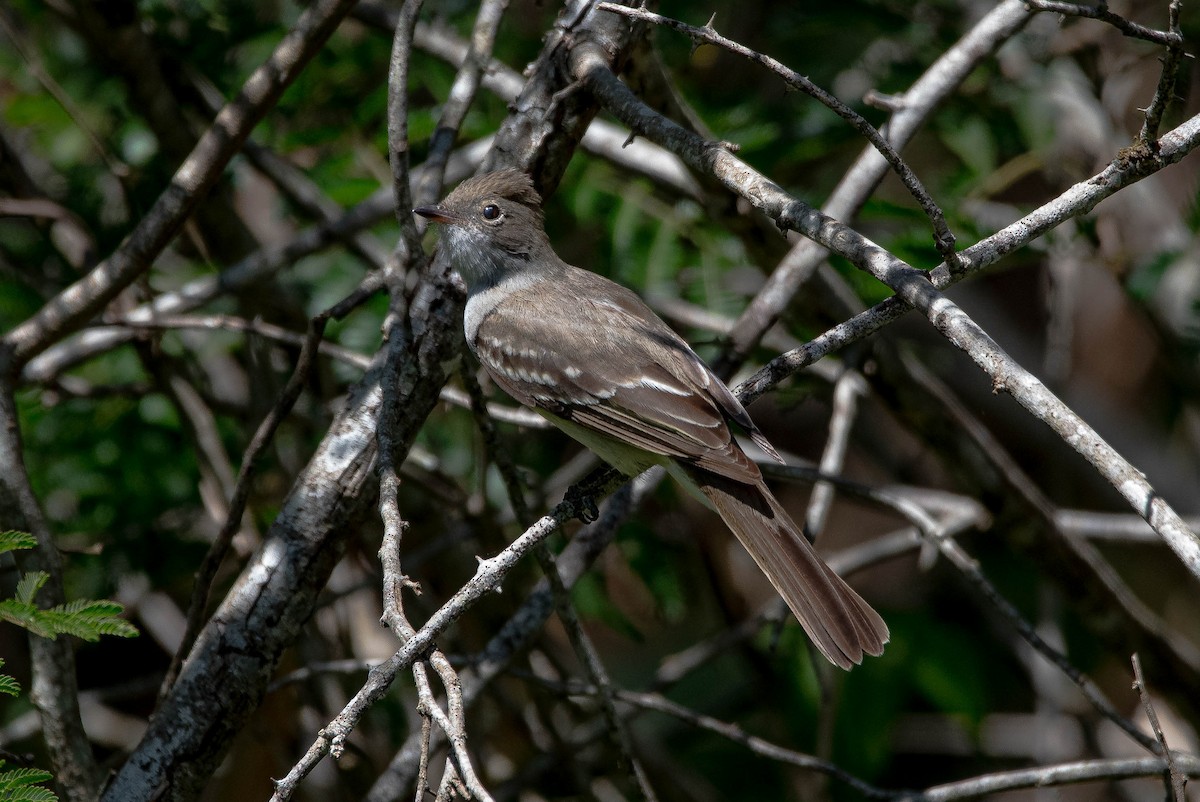 Large Elaenia - ML643896636