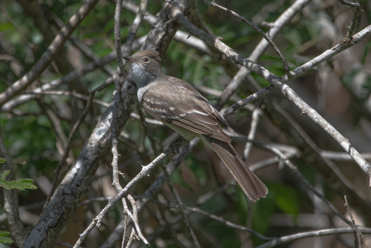 Large Elaenia - ML643896637