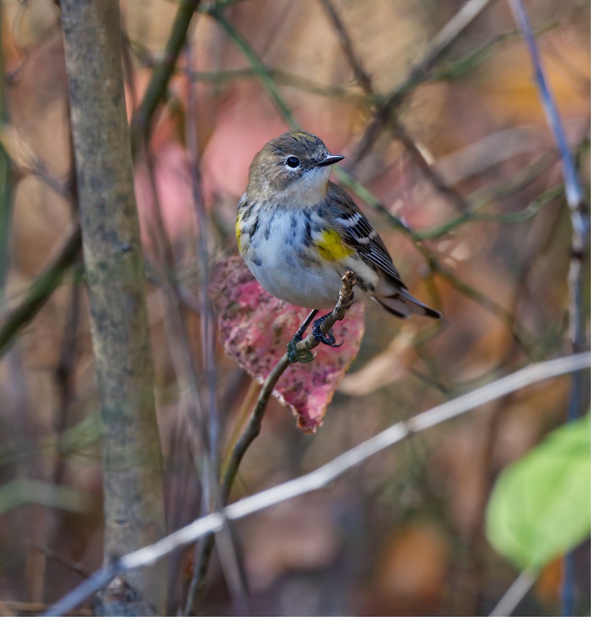Yellow-rumped Warbler - ML643896644