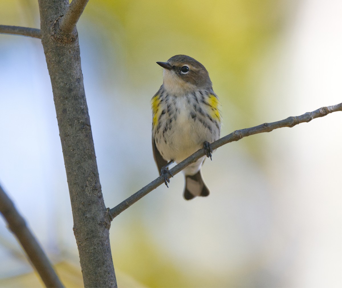 Yellow-rumped Warbler - ML643896645