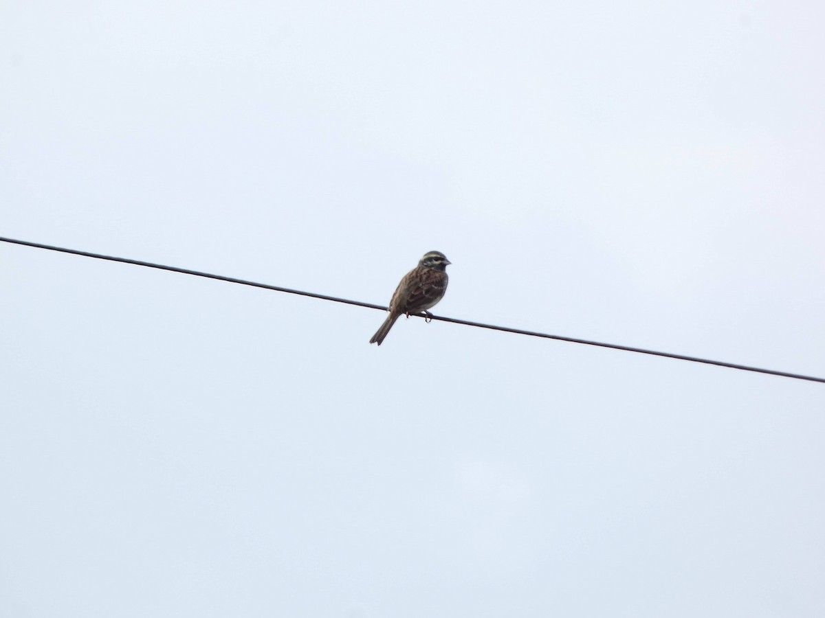 Cirl Bunting - ML643896648